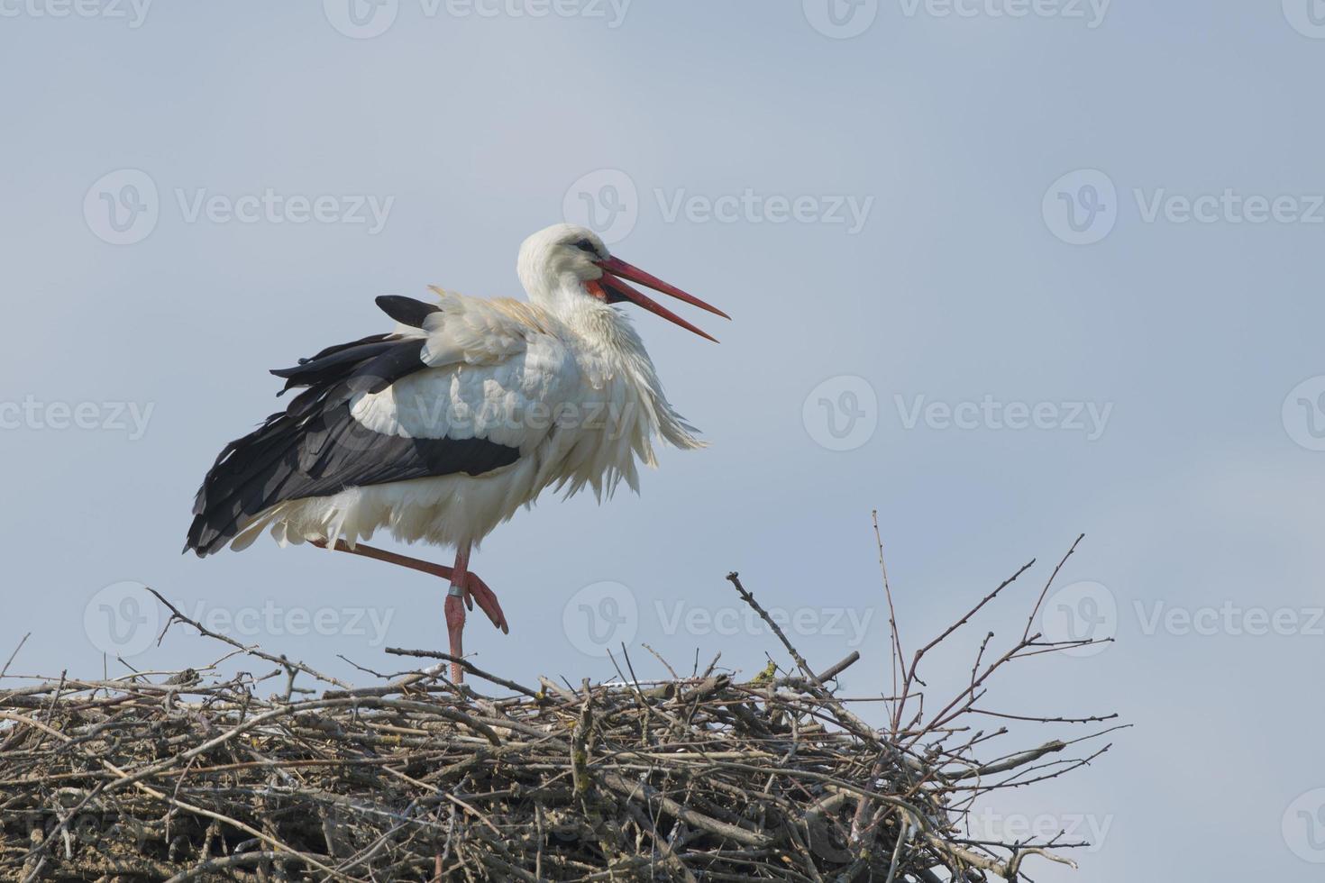 isolierter Storch auf dem Himmelshintergrund foto