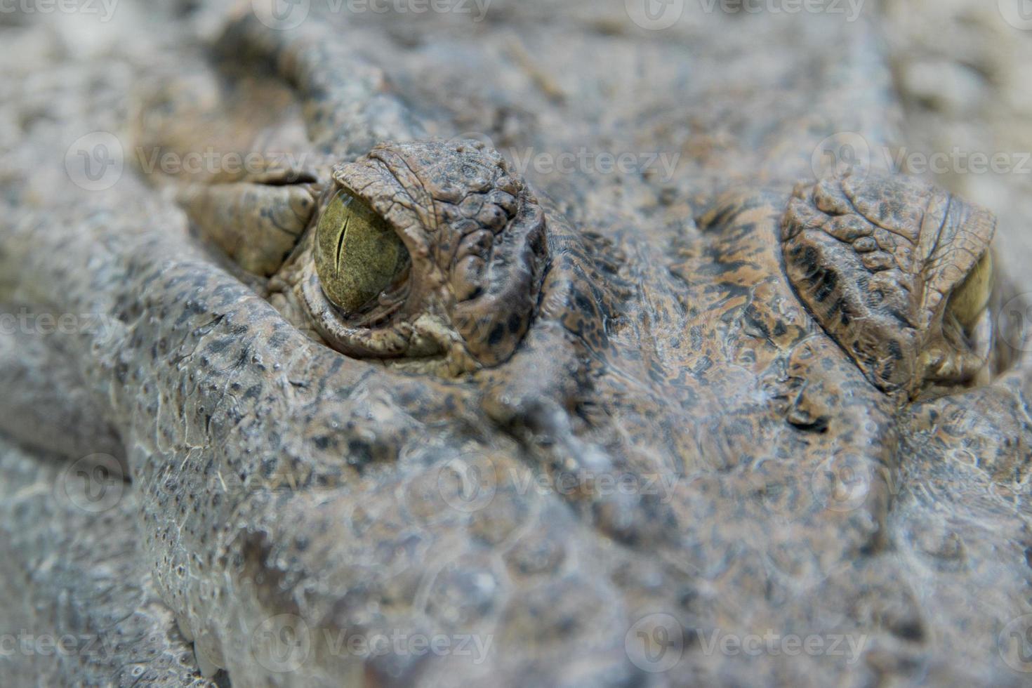 Krokodil-Alligator-Auge aus nächster Nähe foto