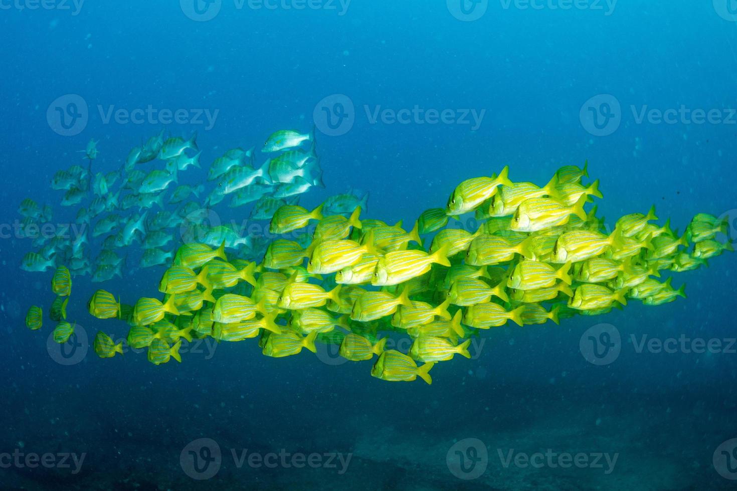 gelber Zackenbarsch Süßlippen Fischschwarm unter Wasser foto