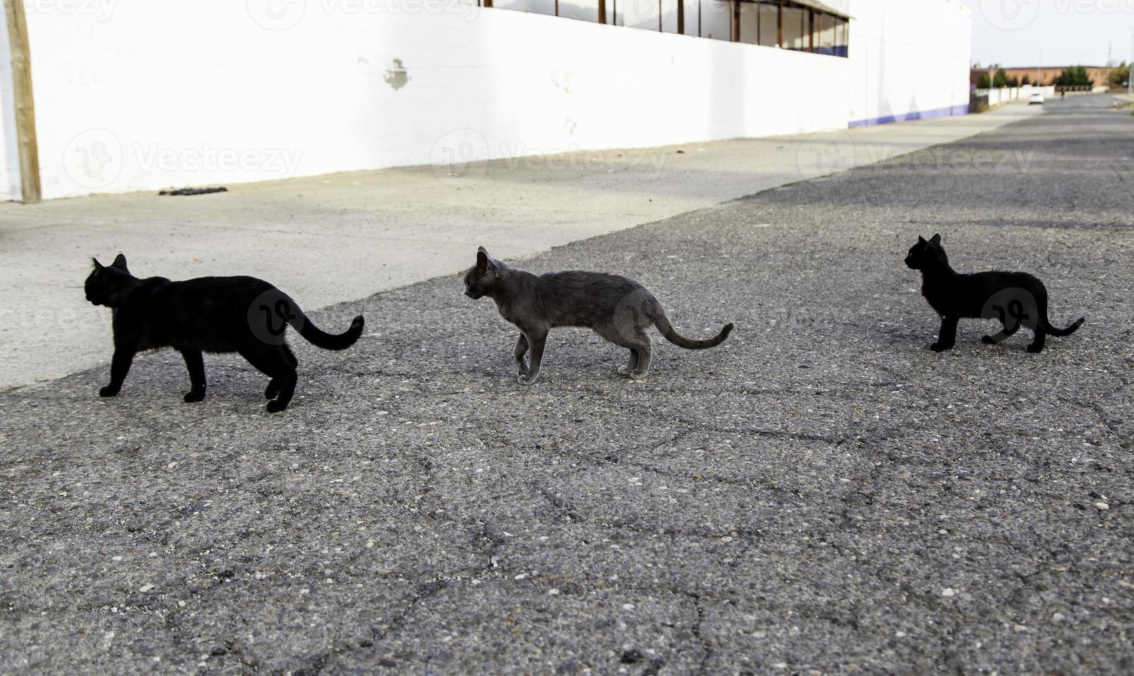 von der Straße verlassene Katzen foto