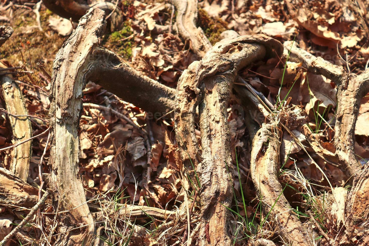 detaillierte nahaufnahme auf einer waldbodenstruktur mit moos und zweigen foto