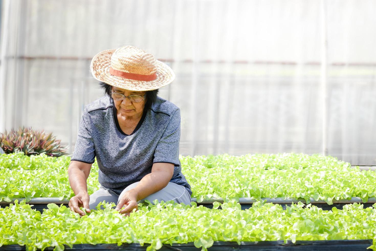 Ältere Asiaten kultivieren grünes Bio-Salatgemüse in Parzellen auf dem Boden. Konzept der gesunden Ernährung, Bio-Lebensmittel bauen Gemüse an, um es zu Hause zu essen. Platz kopieren foto