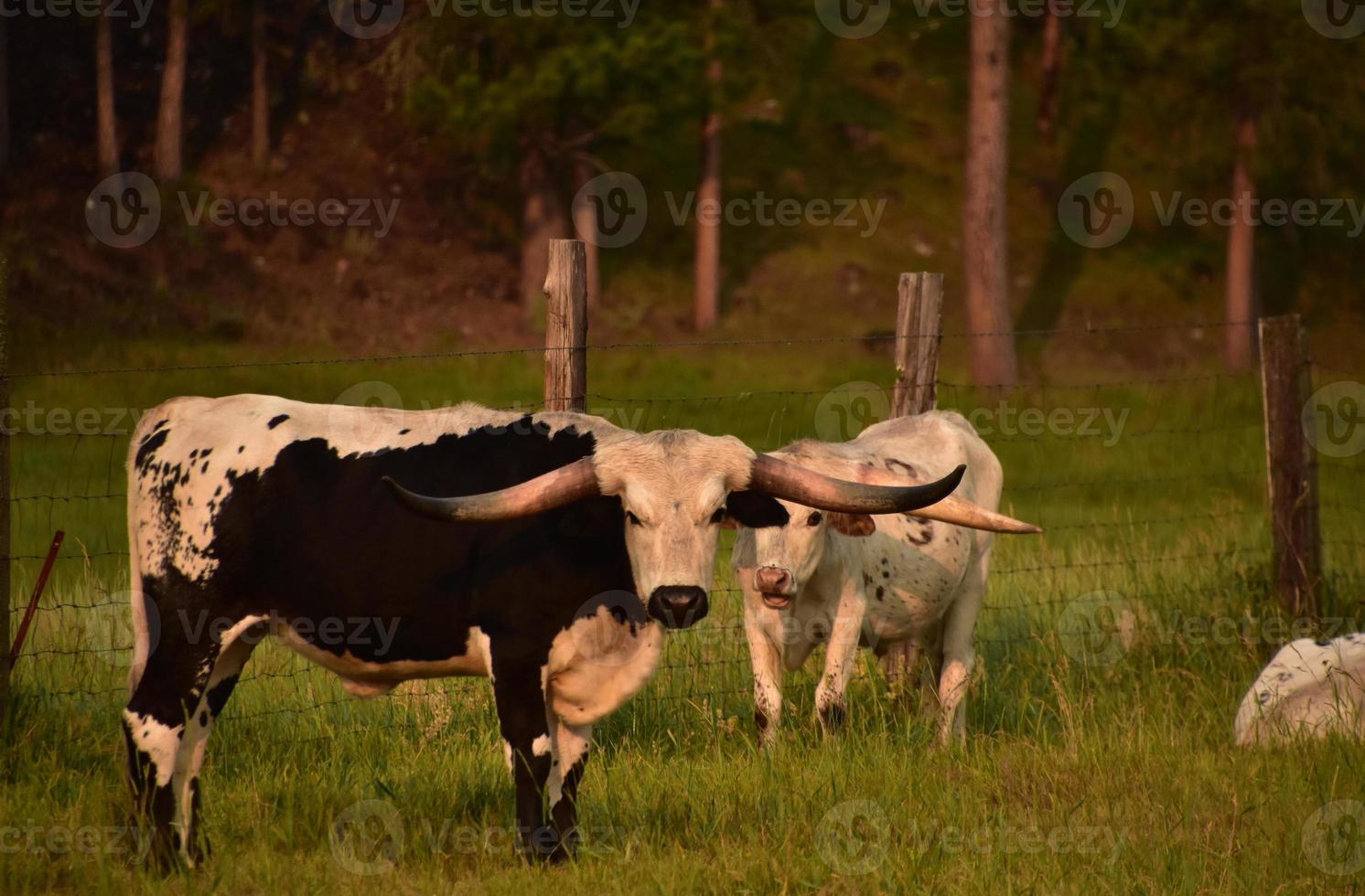 Paar von zwei Longhorn-Kühen in einem Feld foto
