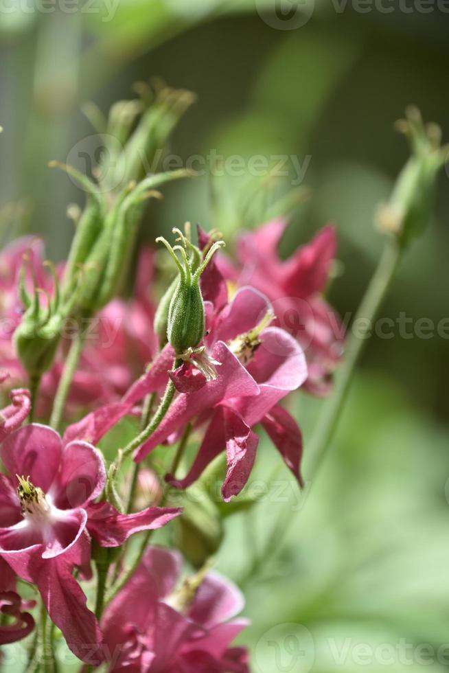 angehende und blühende rosa akeleipflanze blüht foto