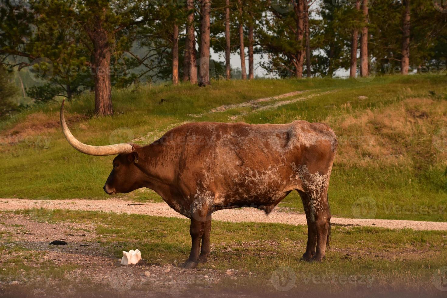 Seitenprofil eines braunen Longhorn-Ochsen foto