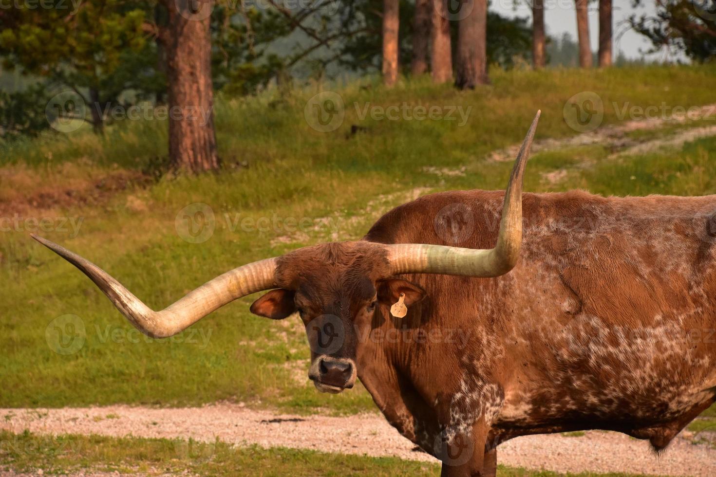 Blick in das Gesicht eines Longhorn-Ochsen foto