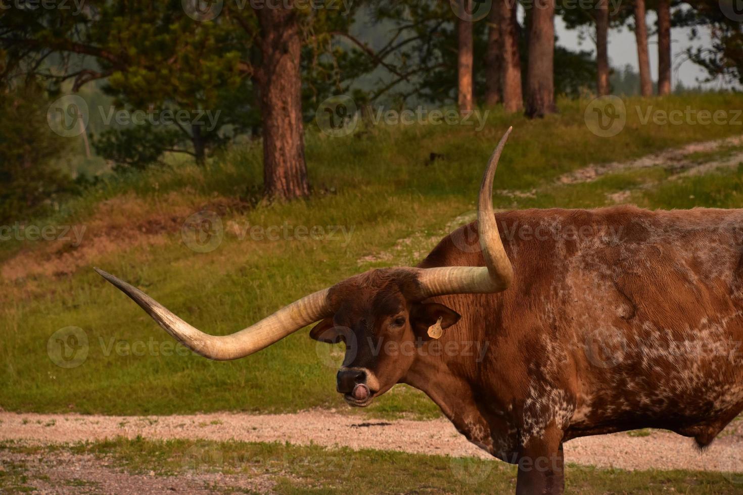 Brauner Longhorn-Stier leckt sich auf einer Ranch die Nase foto