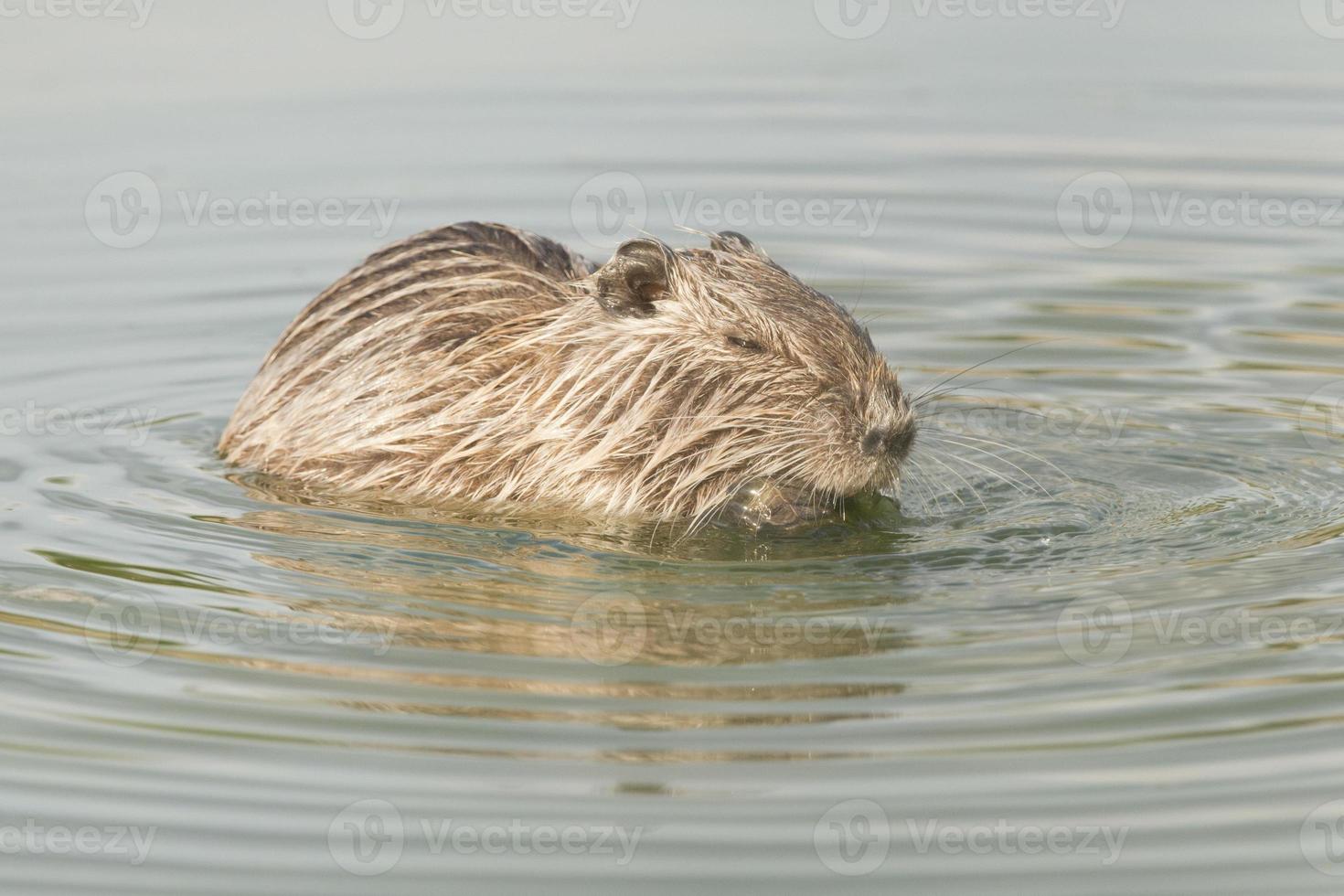 isolierter biber coypu, der dich anschaut foto