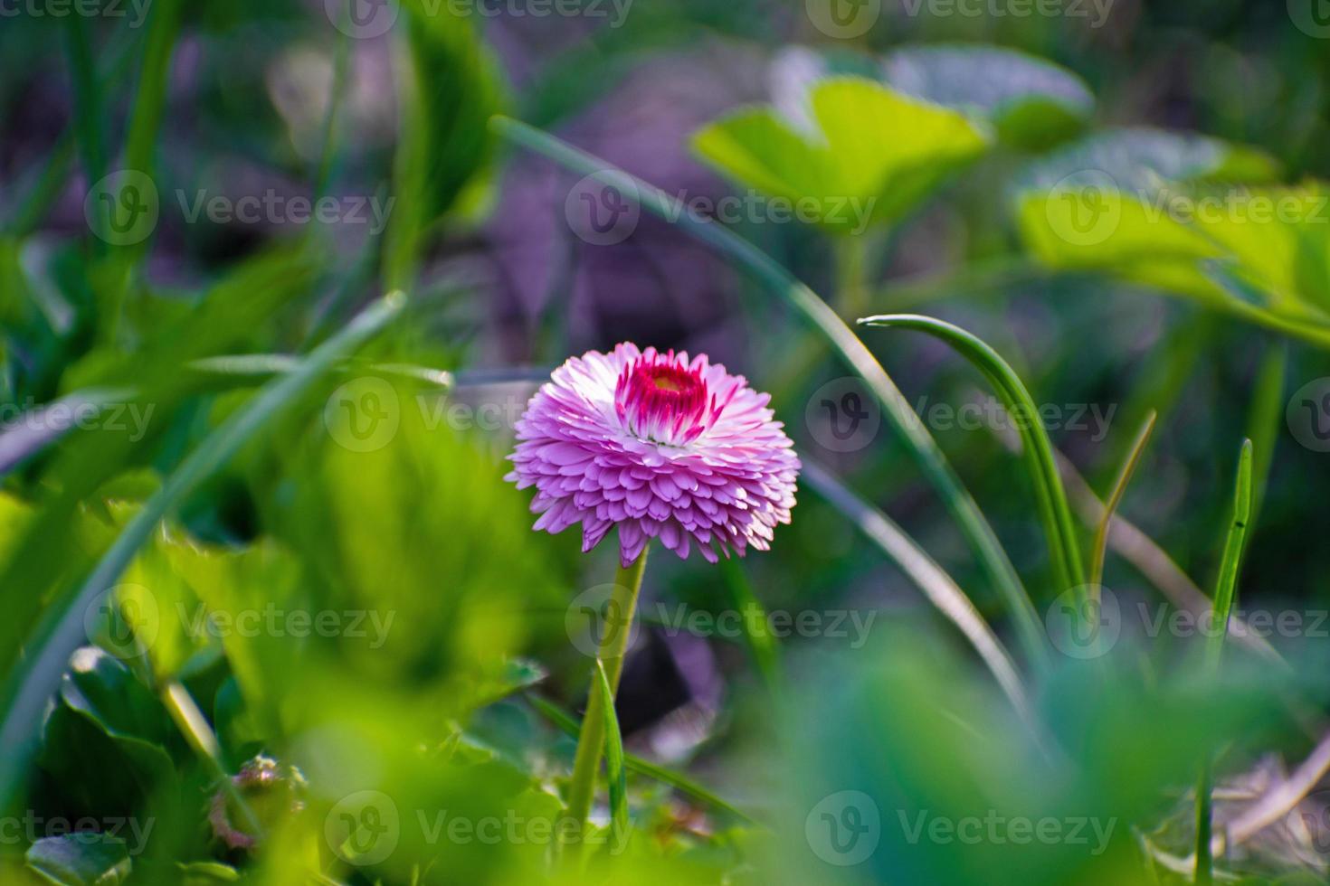 rosa gänseblümchen auf der grünen wiese. Gänseblümchenblume - wilde Kamille. rosa Gänseblümchen im Garten. bellis perennis. foto