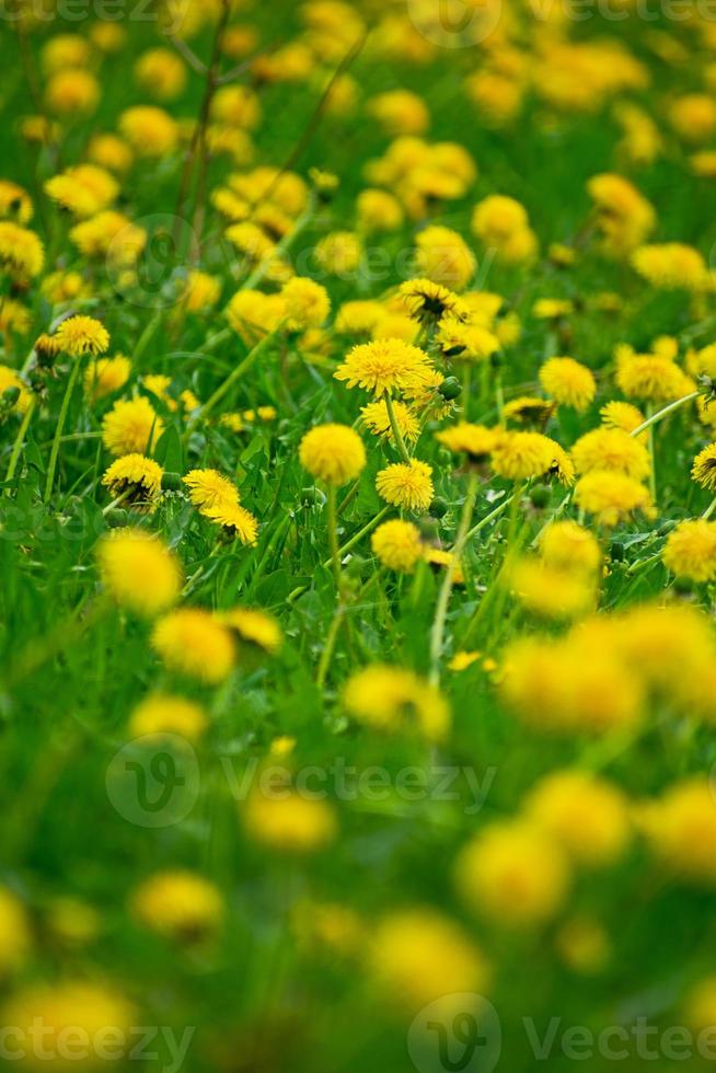 Feld mit gelbem Löwenzahn. heller Löwenzahn auf der Wiese. foto