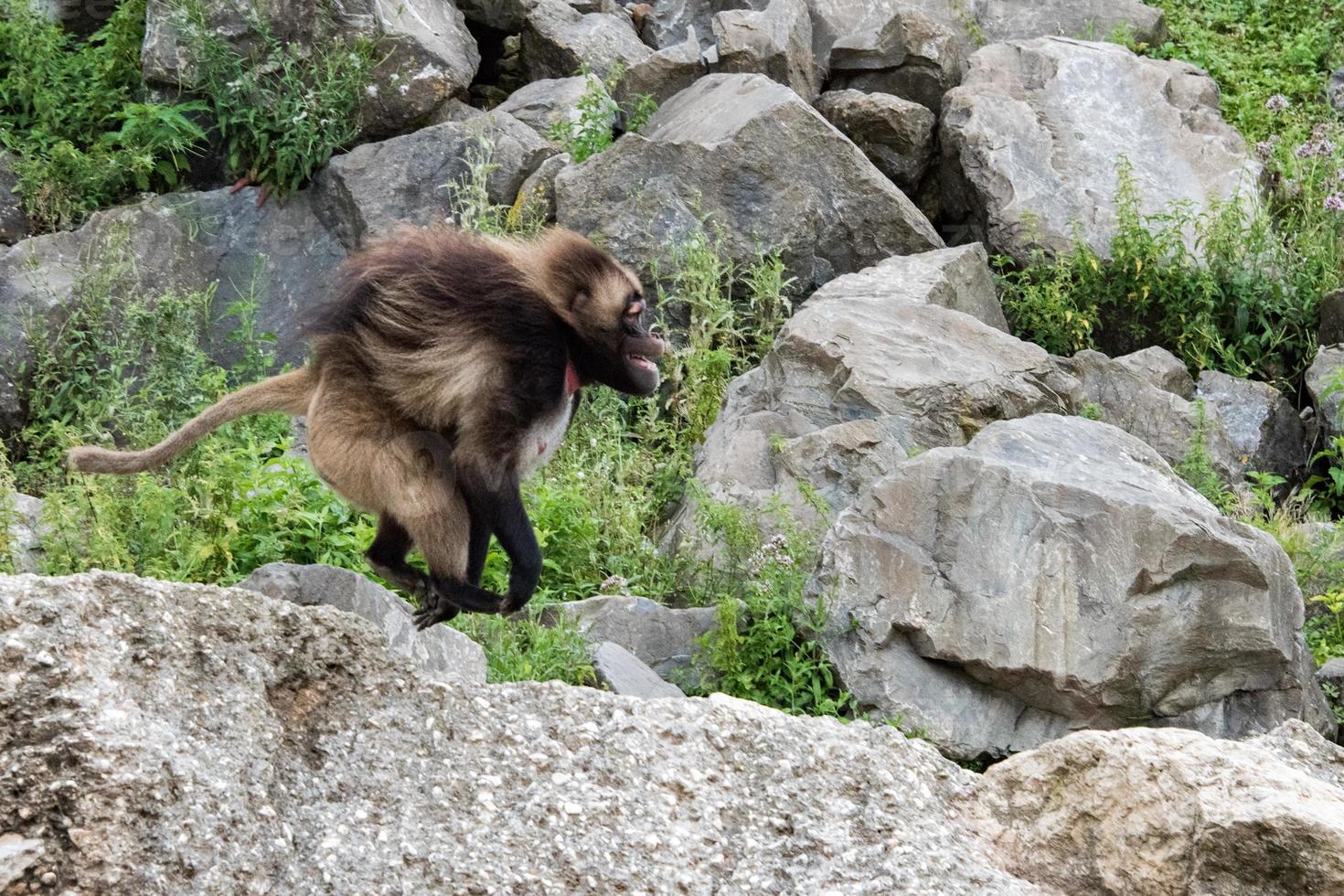 Gelada Pavian Affe Affe Porträt läuft foto