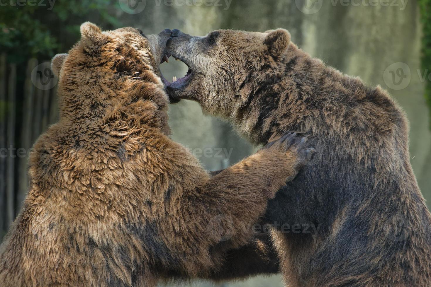 Zwei braune Grizzlybären beim Kampf foto