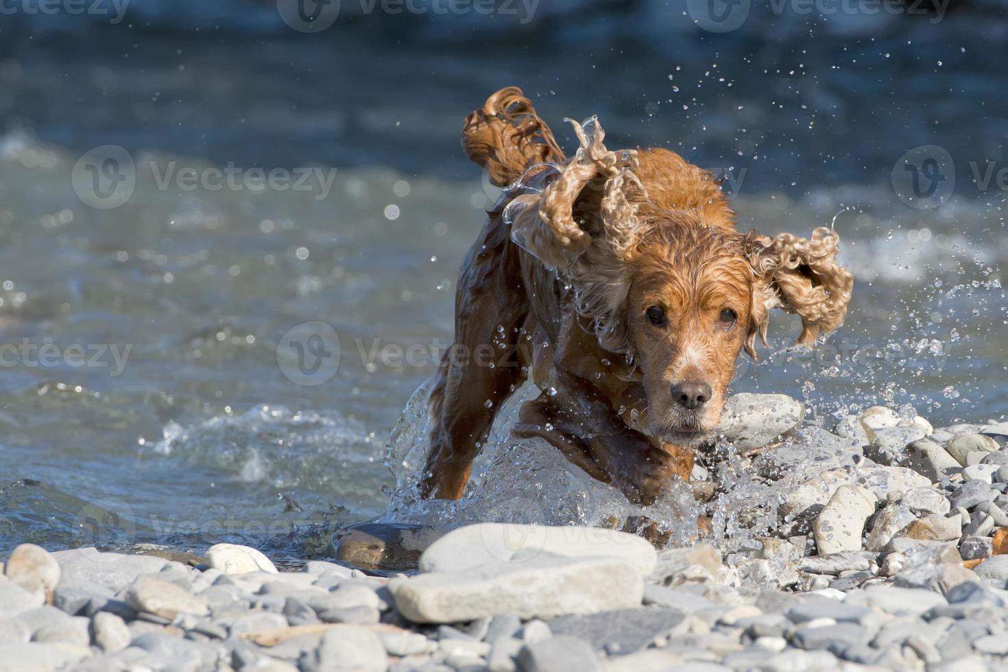 englischer Welpe Cockerspaniel, der im Fluss läuft foto