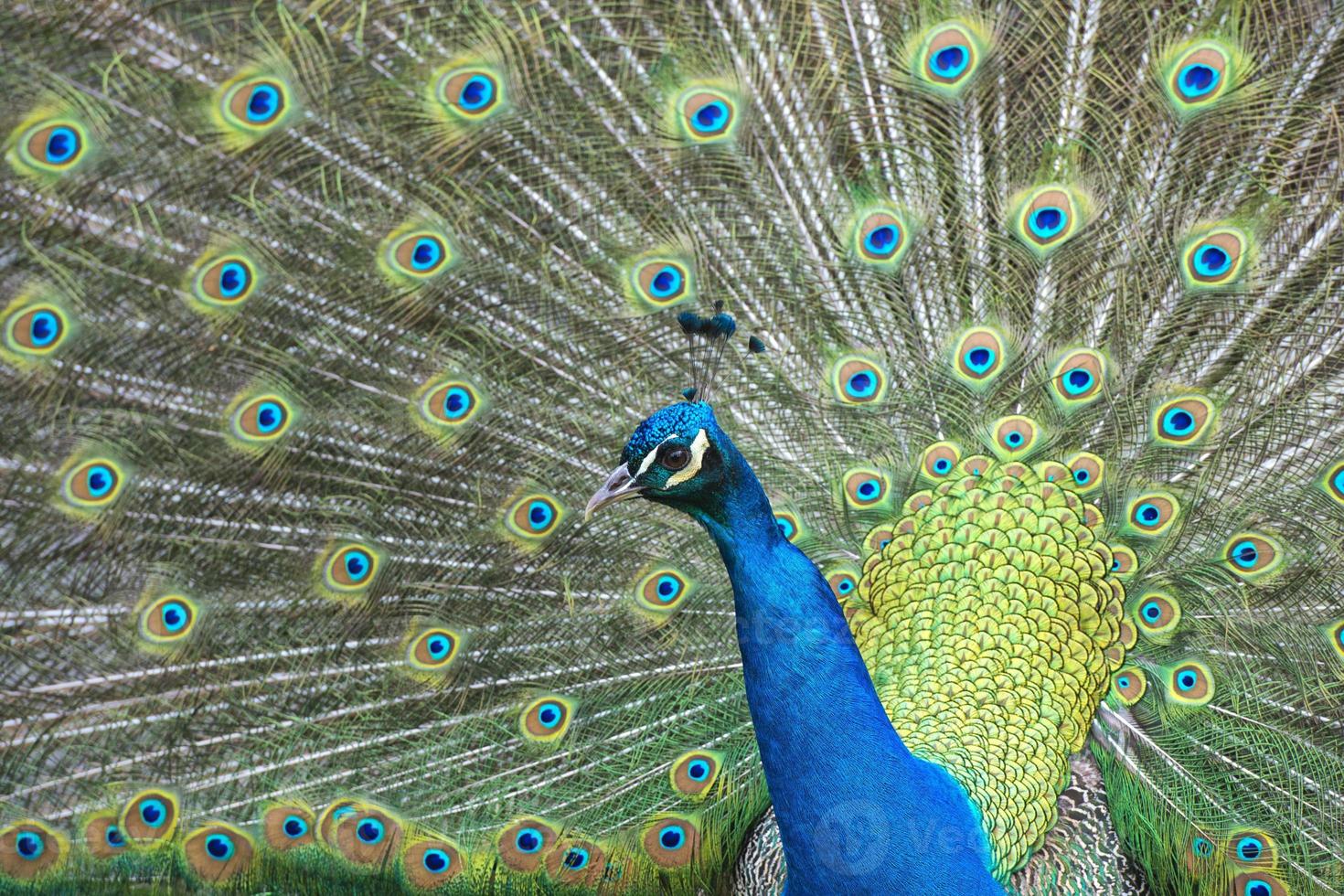 pfau vogel wunderbare feder offenes rad porträt foto