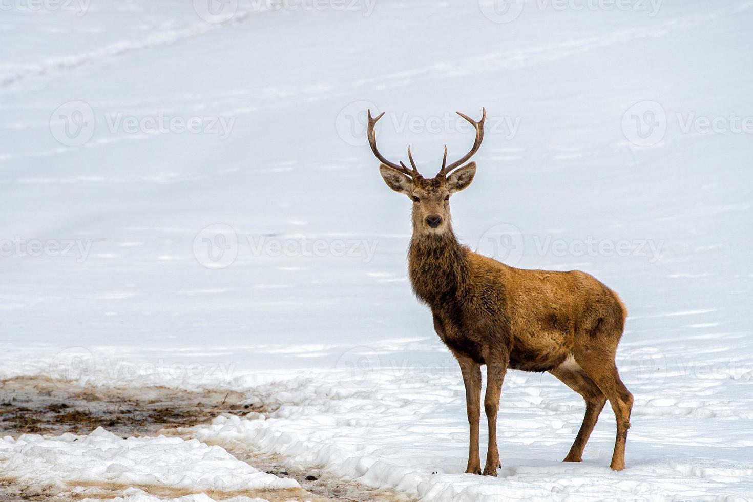 Hirsch auf dem Schneehintergrund foto