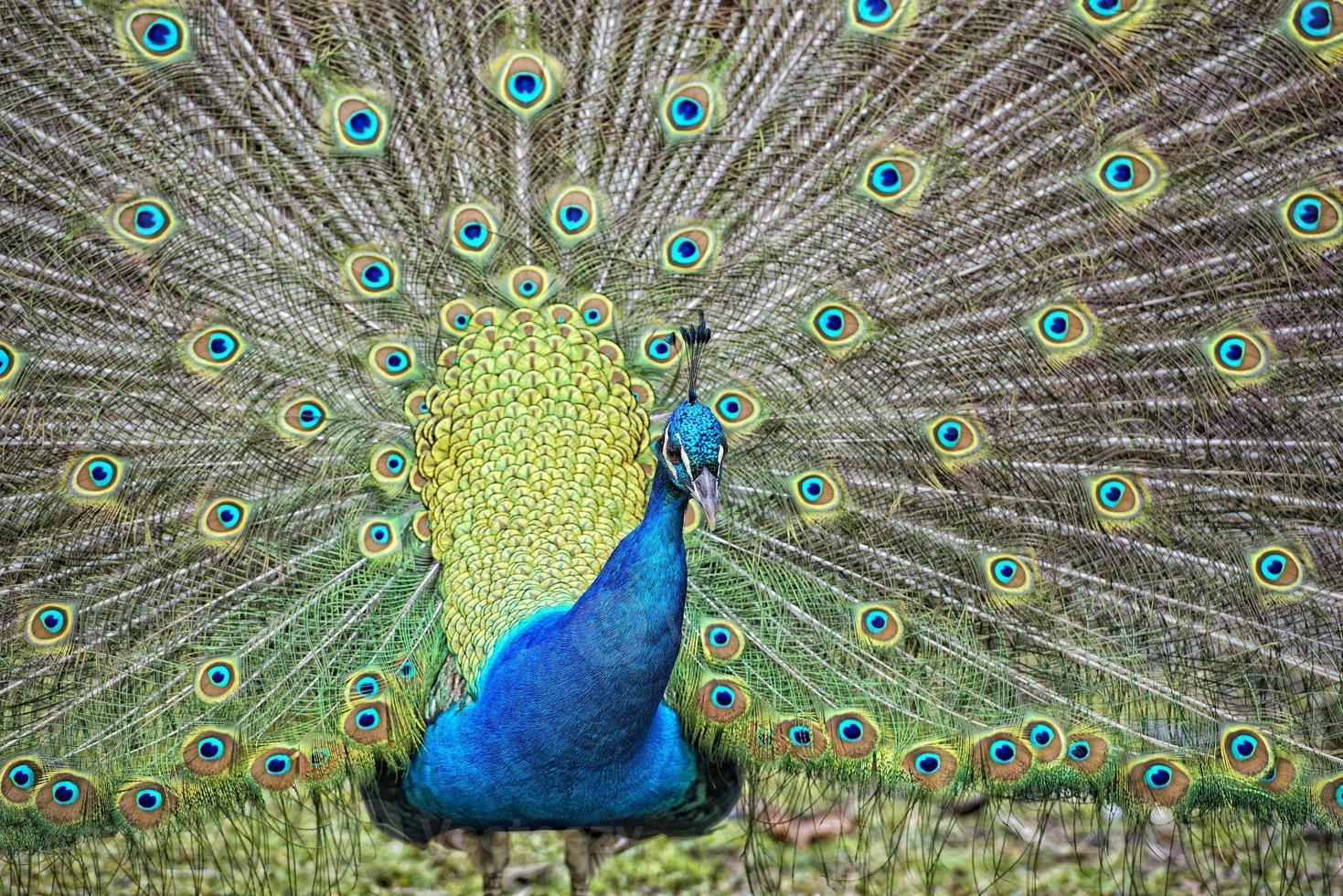 pfau vogel wunderbare feder offenes rad porträt foto