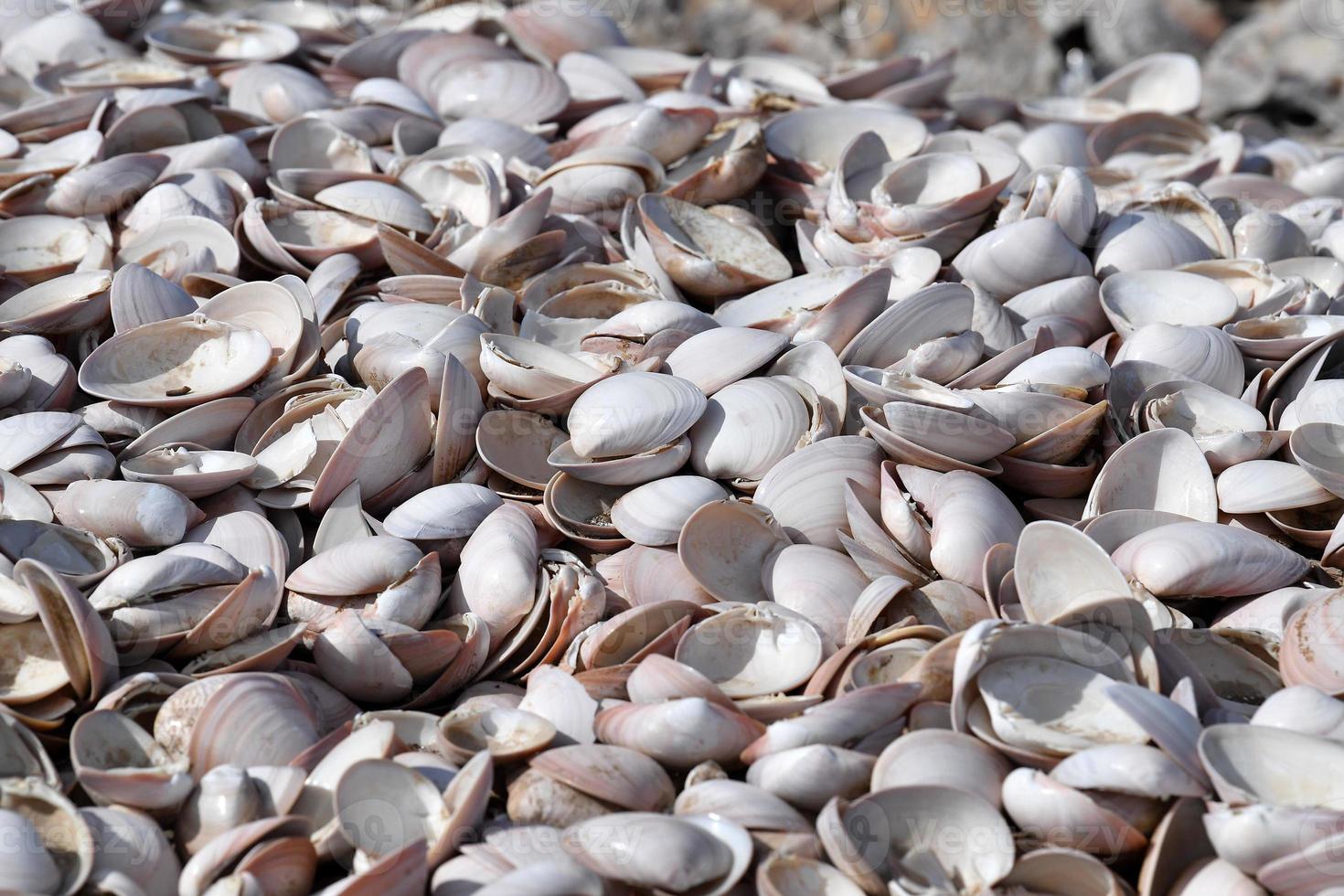 tausend verschiedene Muscheln am Strand foto