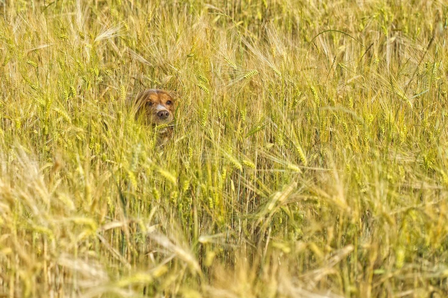 Hund, der im Wetterfeld läuft foto