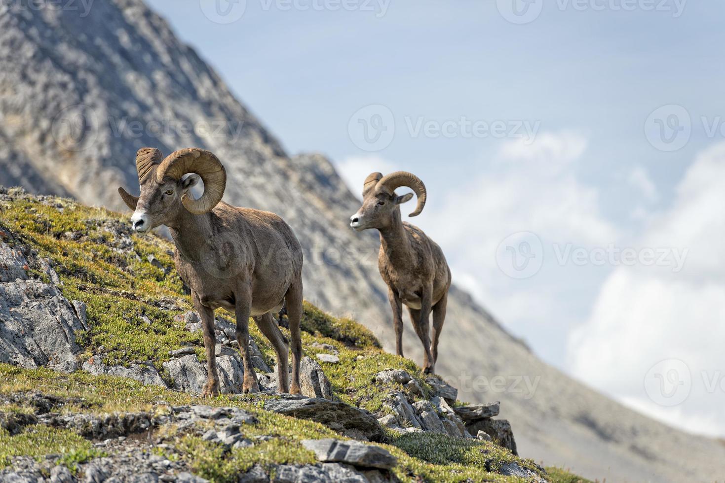 Big Horn Sheep Portrait beim Gehen am Bergrand foto