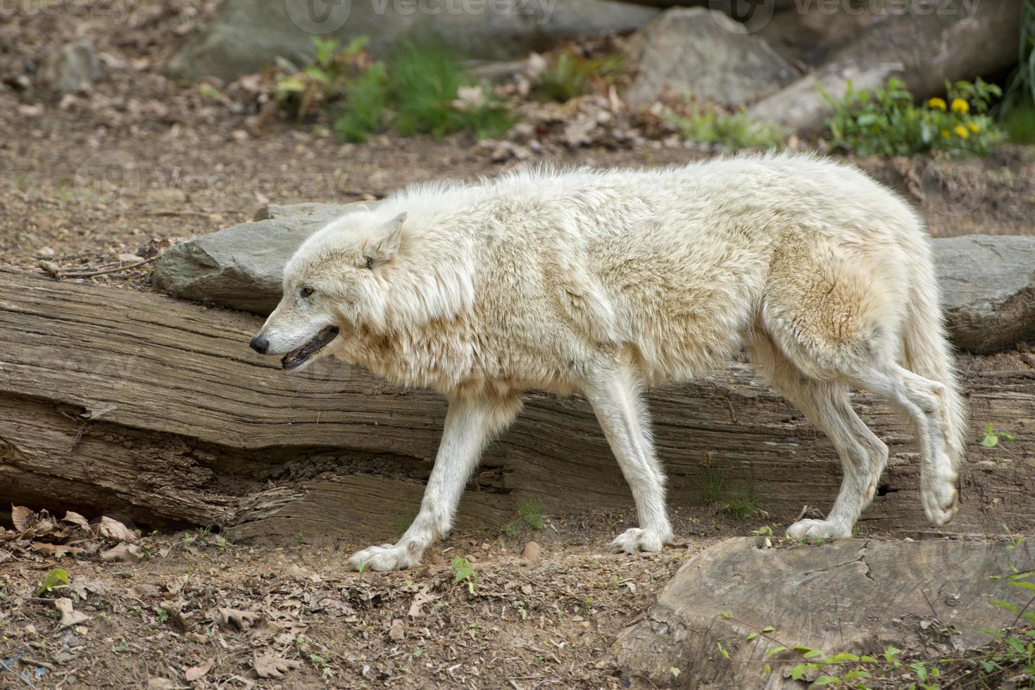 Weißer Wolf Nahaufnahme Porträt foto