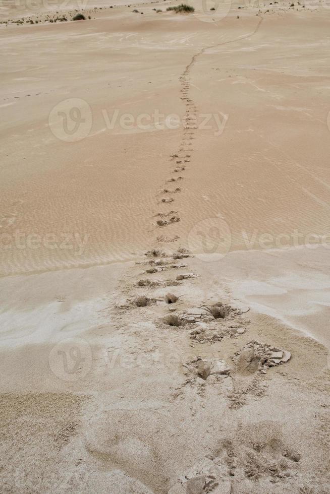 Australien Sanddünen in den Busch foto