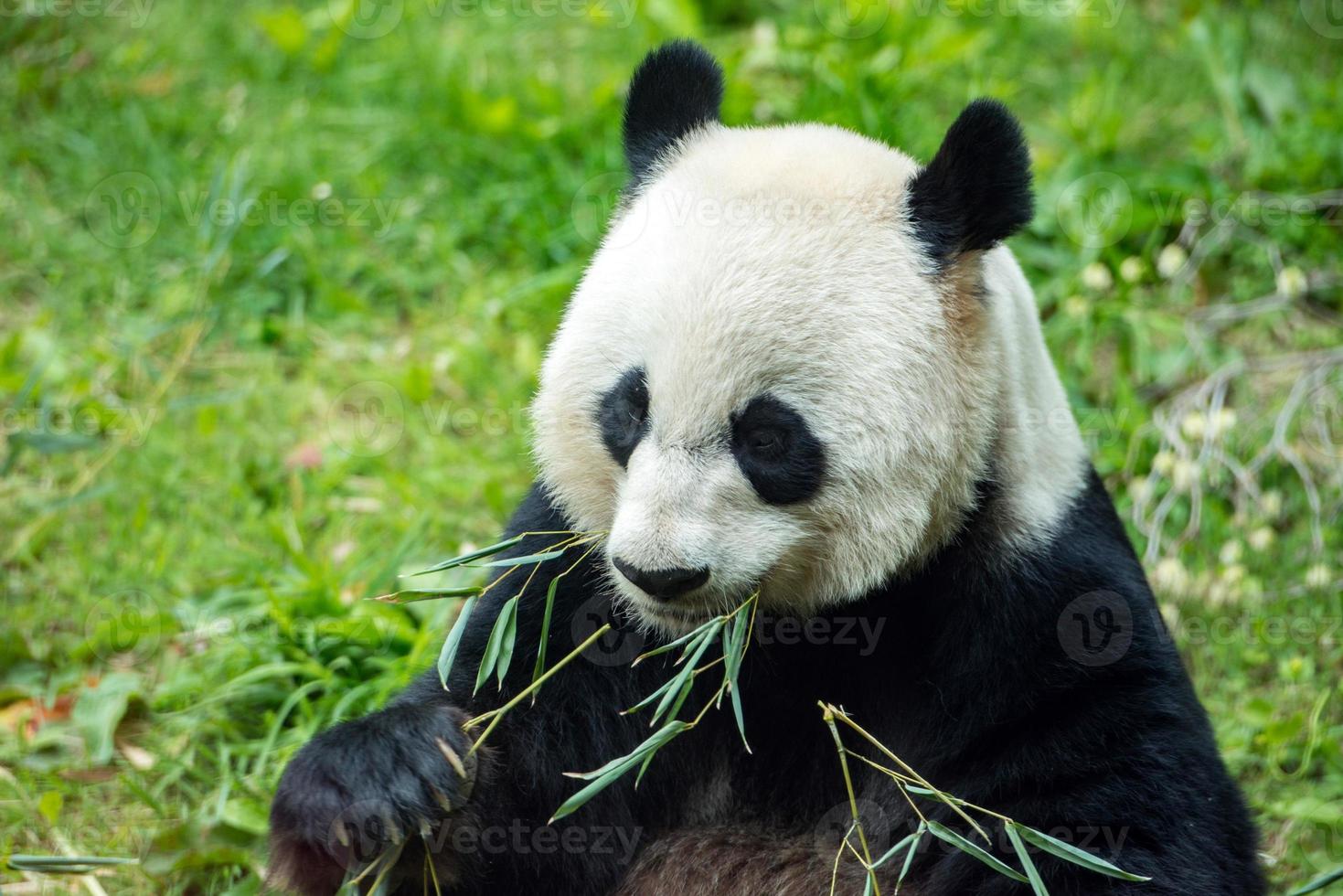 Riesenpanda beim Essen von Bambus foto