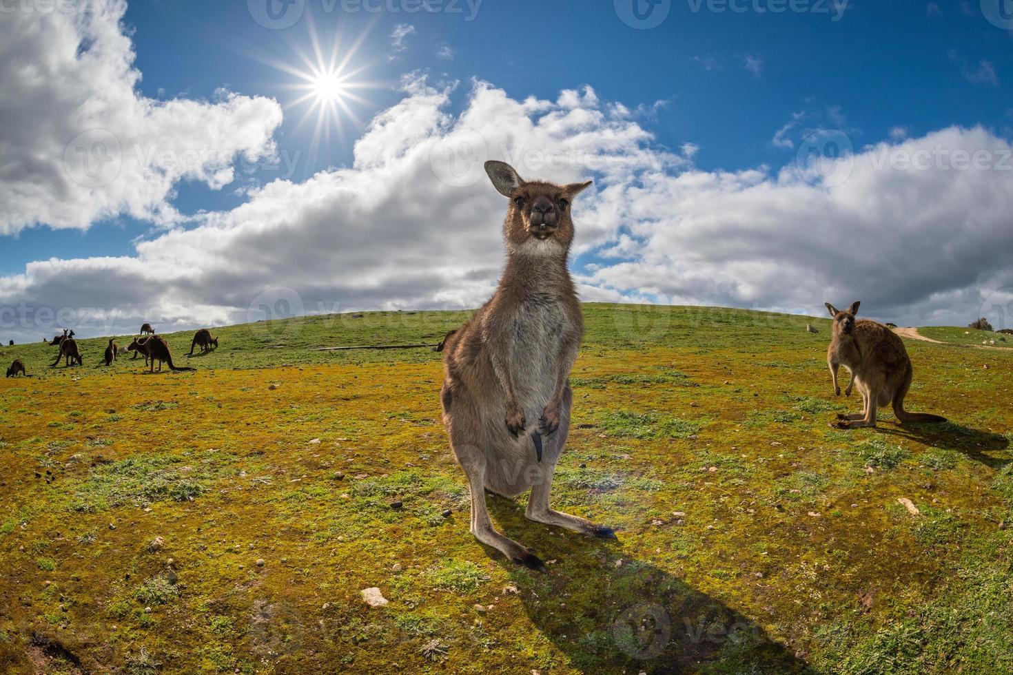 Känguru, das dich auf dem Gras ansieht foto