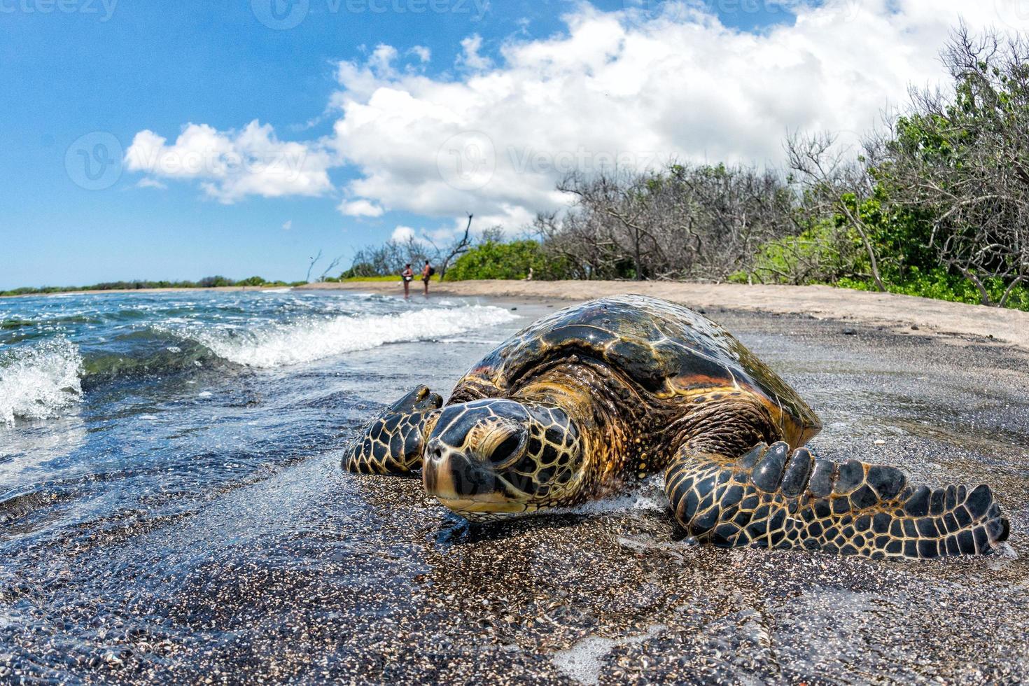 grüne schildkröte, die am ufer in hawaii ankommt foto