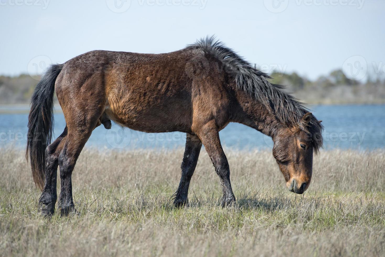 Assateague-Pferd Wildpony foto