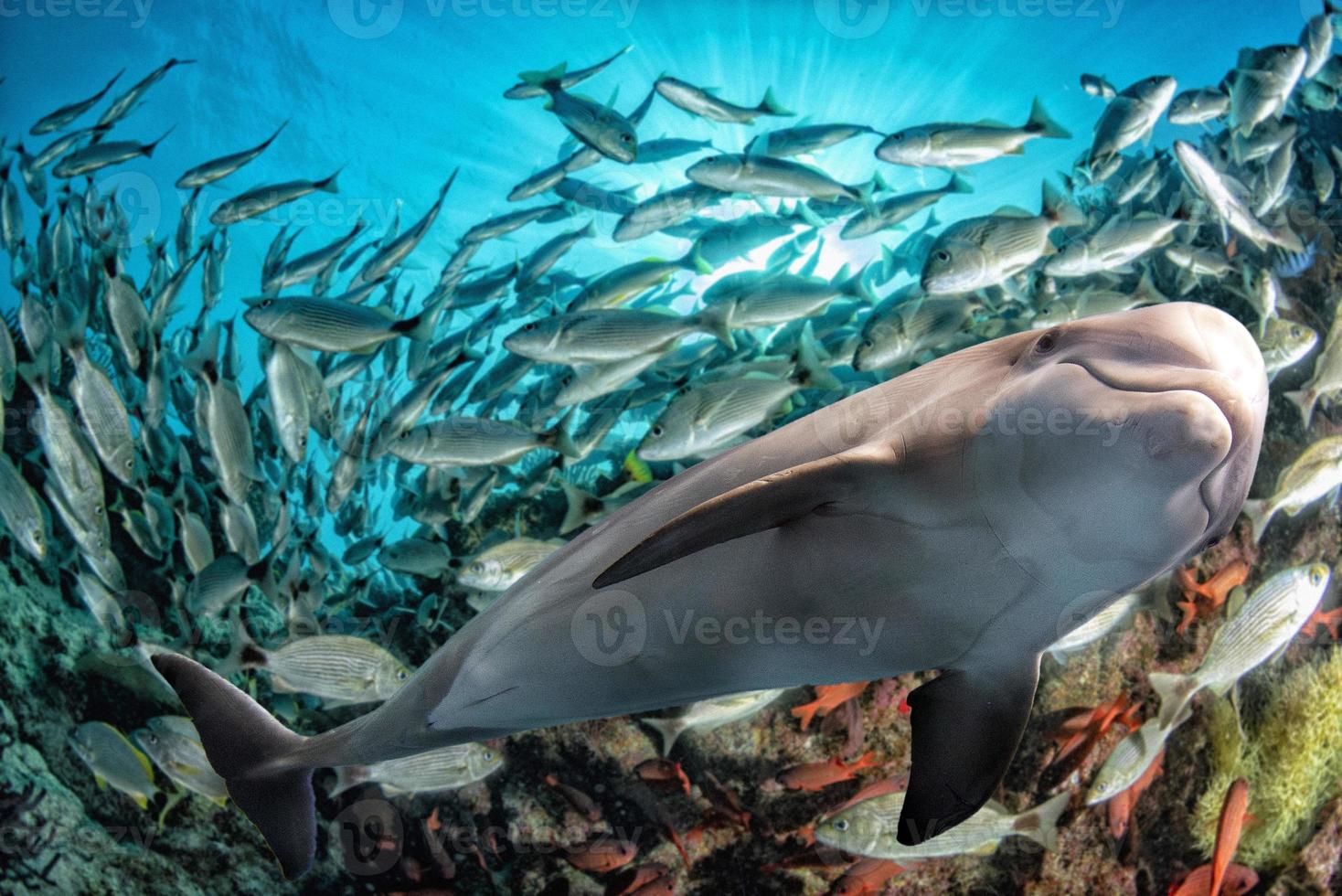 Sardinenschwarm Fischball unter Wasser foto