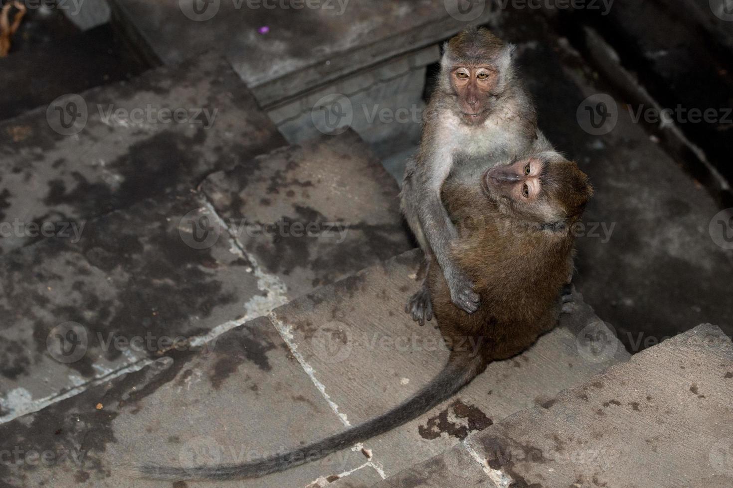 macque affe affe im induistischen tempel von bali foto