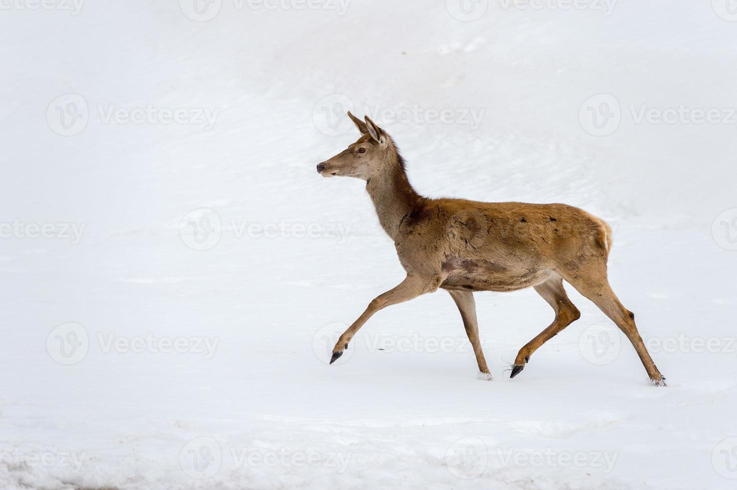 hirsche, die in der weihnachtszeit auf dem schnee laufen foto