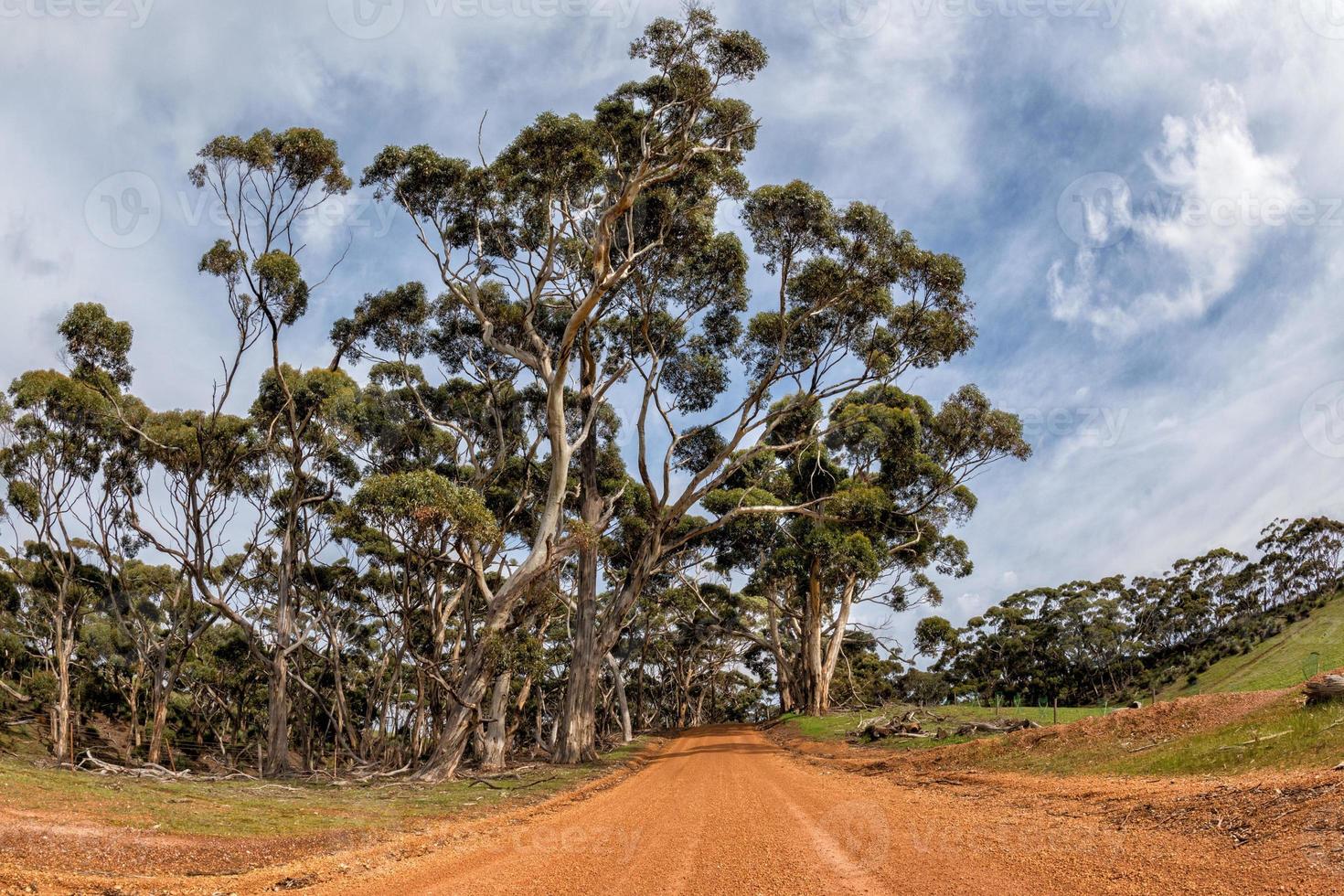 australien rote straße im eukalyptuswald an einem sonnigen tag foto