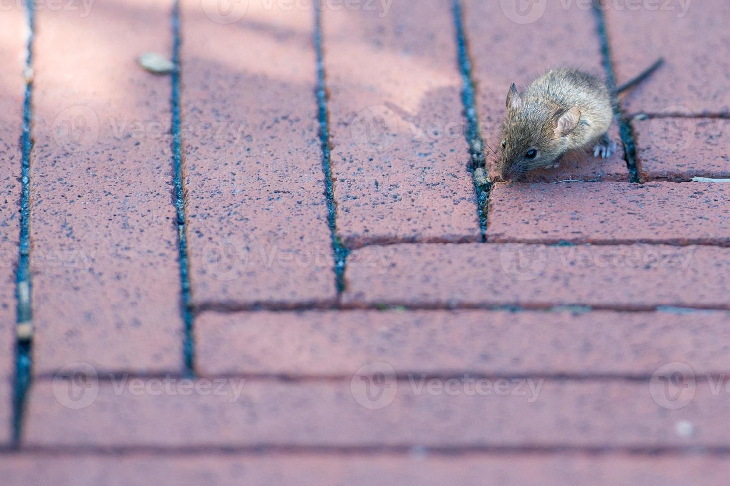 mäuse sehr kleine junge baby neugeborene maus foto