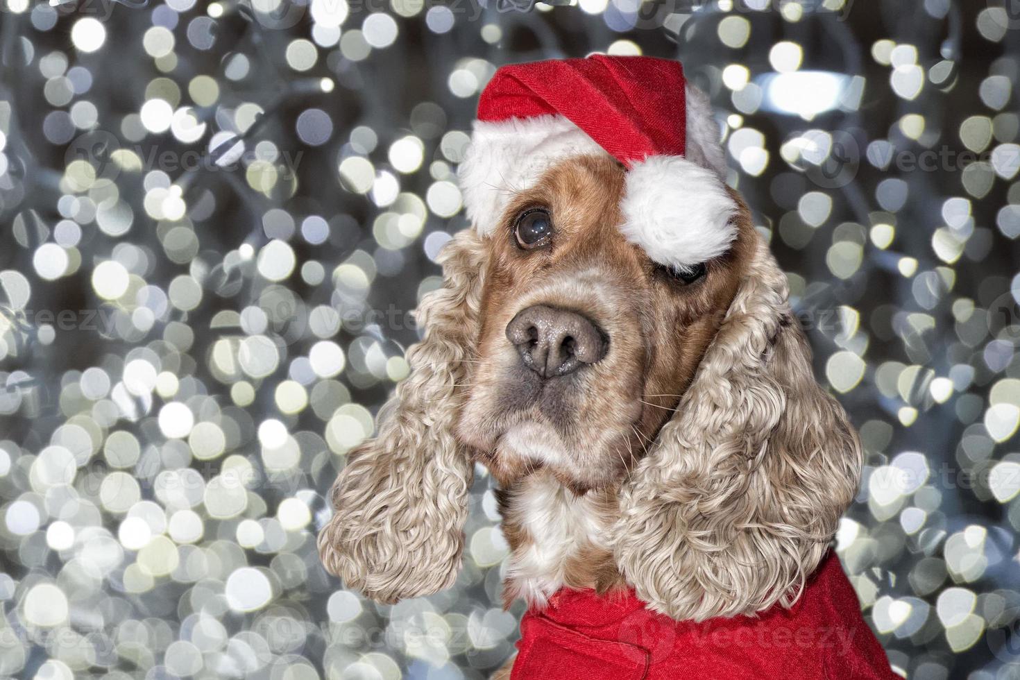 Sankt gekleidetes Hündchenweihnachten auf Weihnachtsbaumhintergrund foto