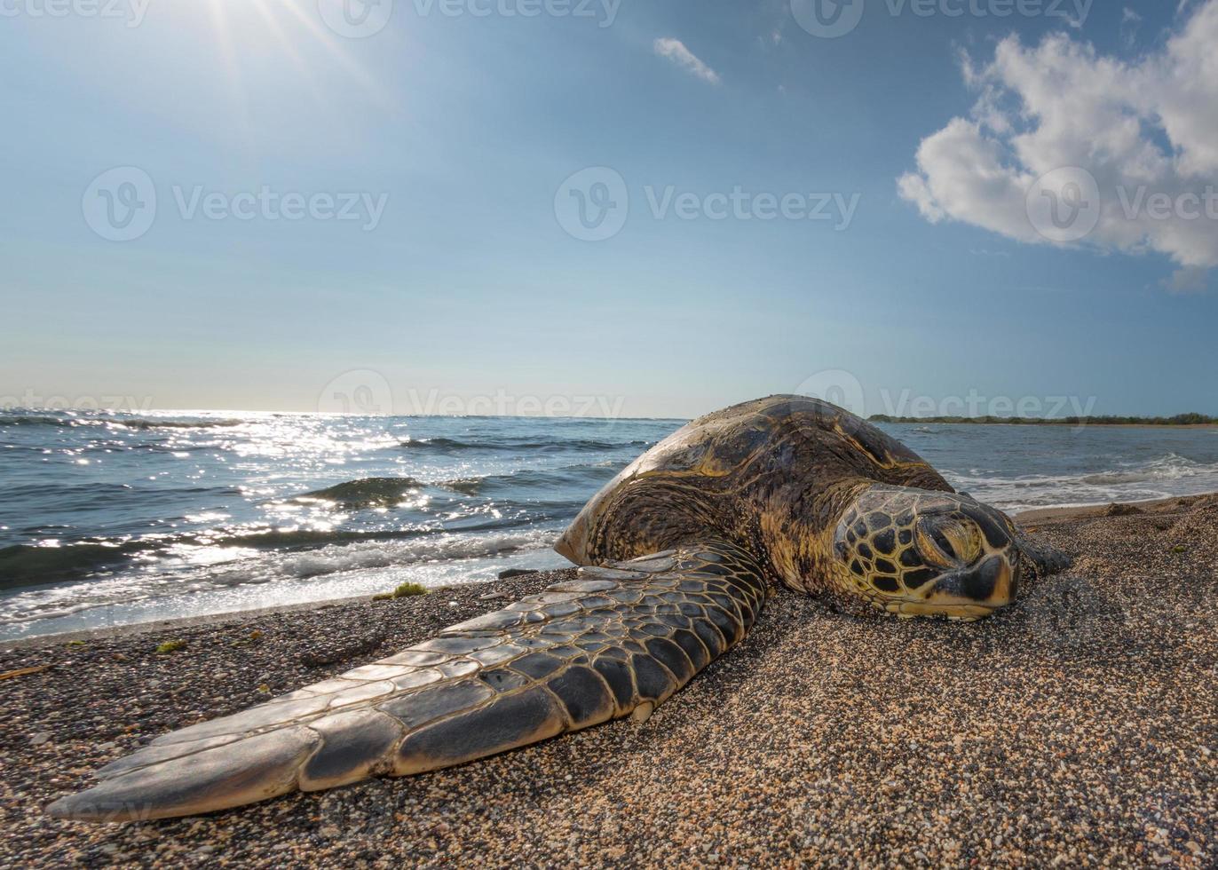 grüne Schildkröte am Strand in Hawaii foto