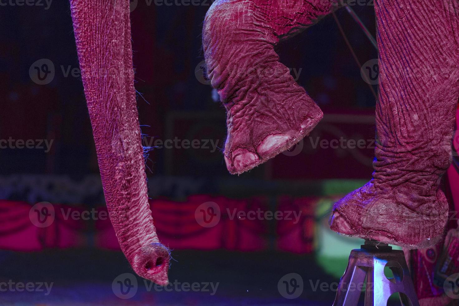 Zirkus-Elefanten-Detail foto