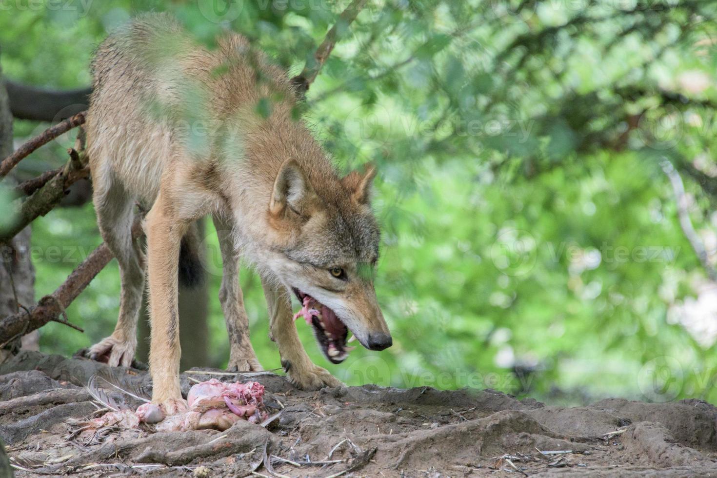 grauer Wolf, der im Waldhintergrund isst foto