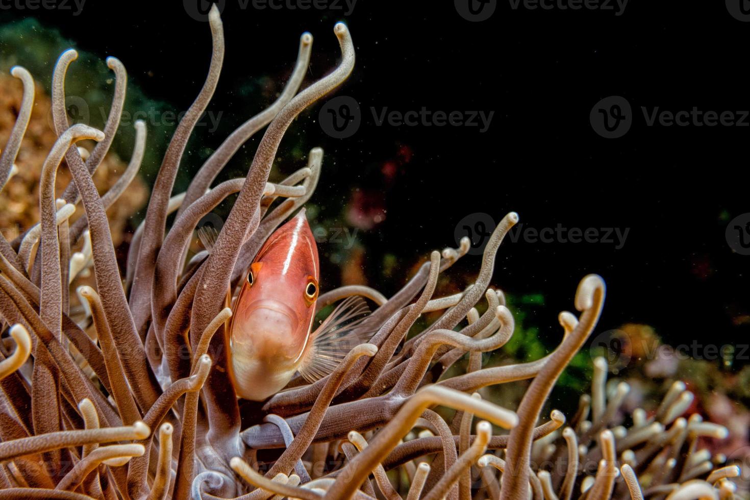 Clownfische in grüner Anemone foto