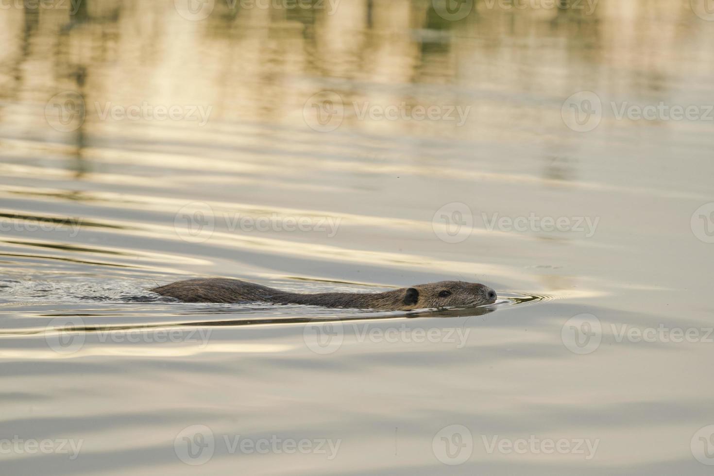 isolierte Biberbiber beim Schwimmen foto