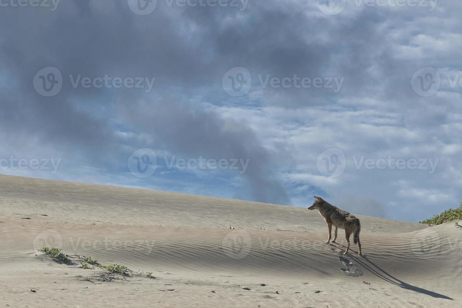 Kalifornischer Kojote auf dem Sand foto