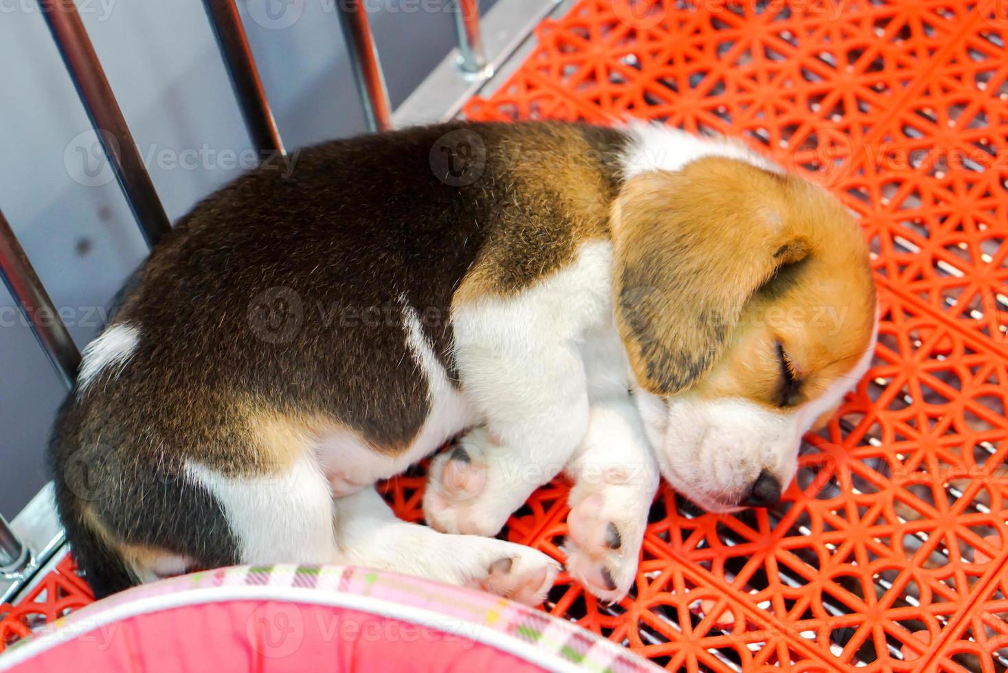 Beagle-Welpe schläft im Käfig, nachdem er den ganzen Tag gelaufen ist. foto