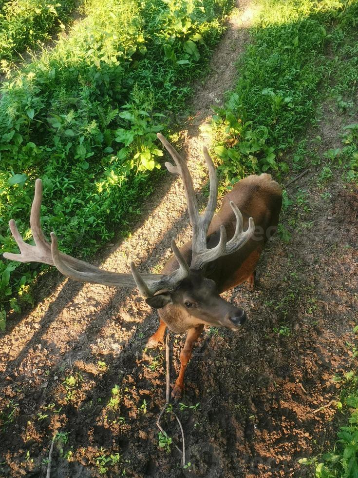 wilde hirsche draufsicht foto