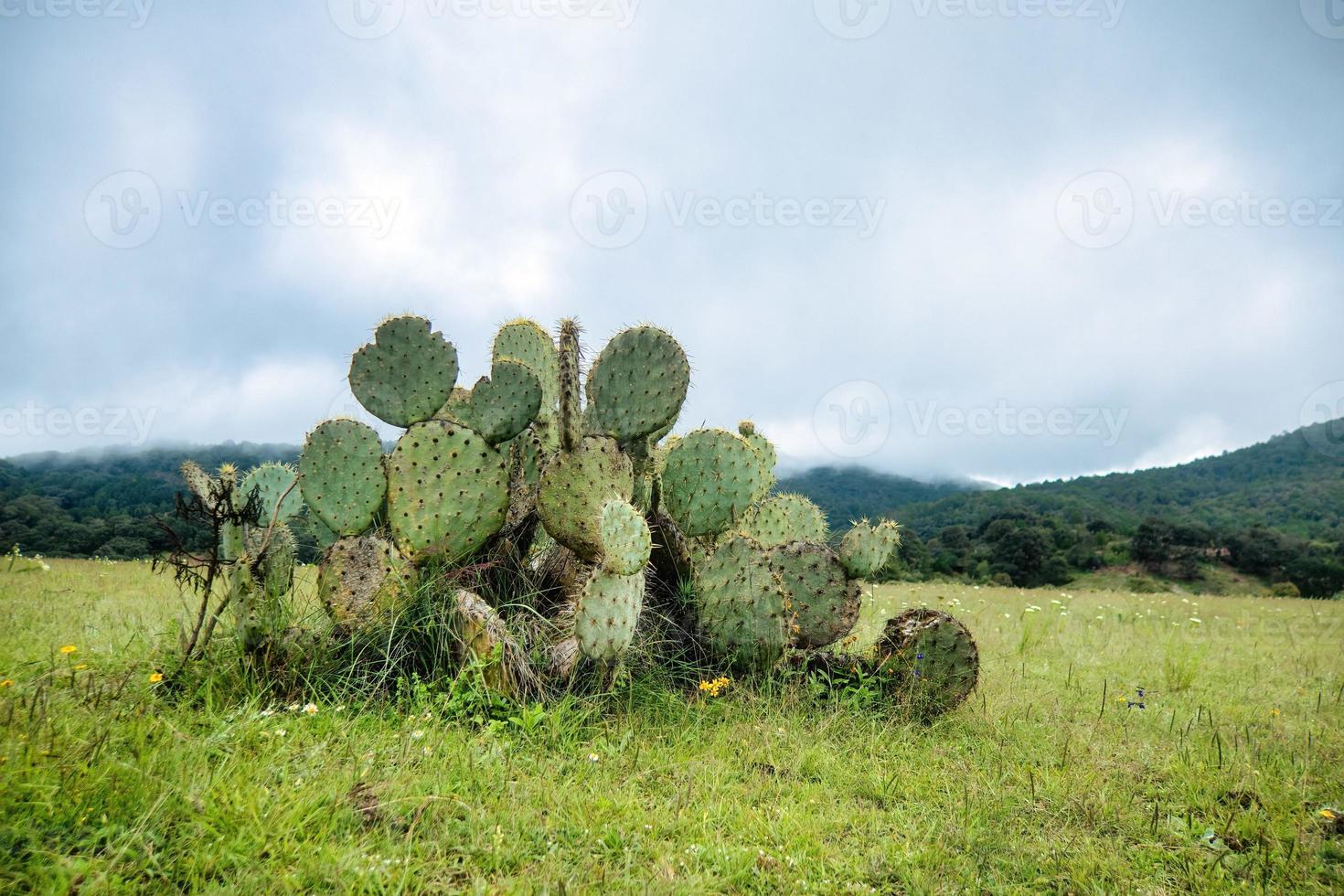 landschaft in mexiko mit opuntia oder nopales als hintergrund und kopierraum foto