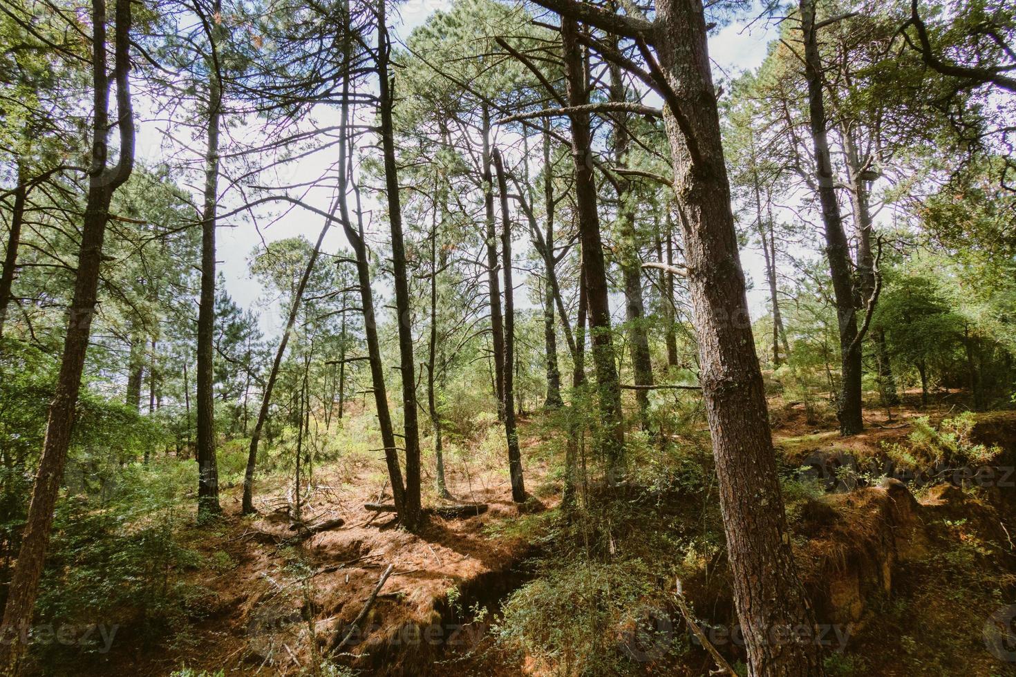 Landschaft von Bäumen im Wald foto