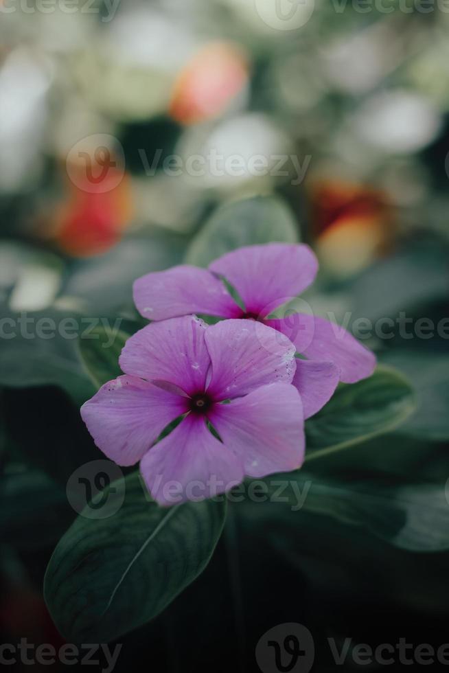 Ästhetische violette Blumen im Garten mit Copyspace an der Spitze foto