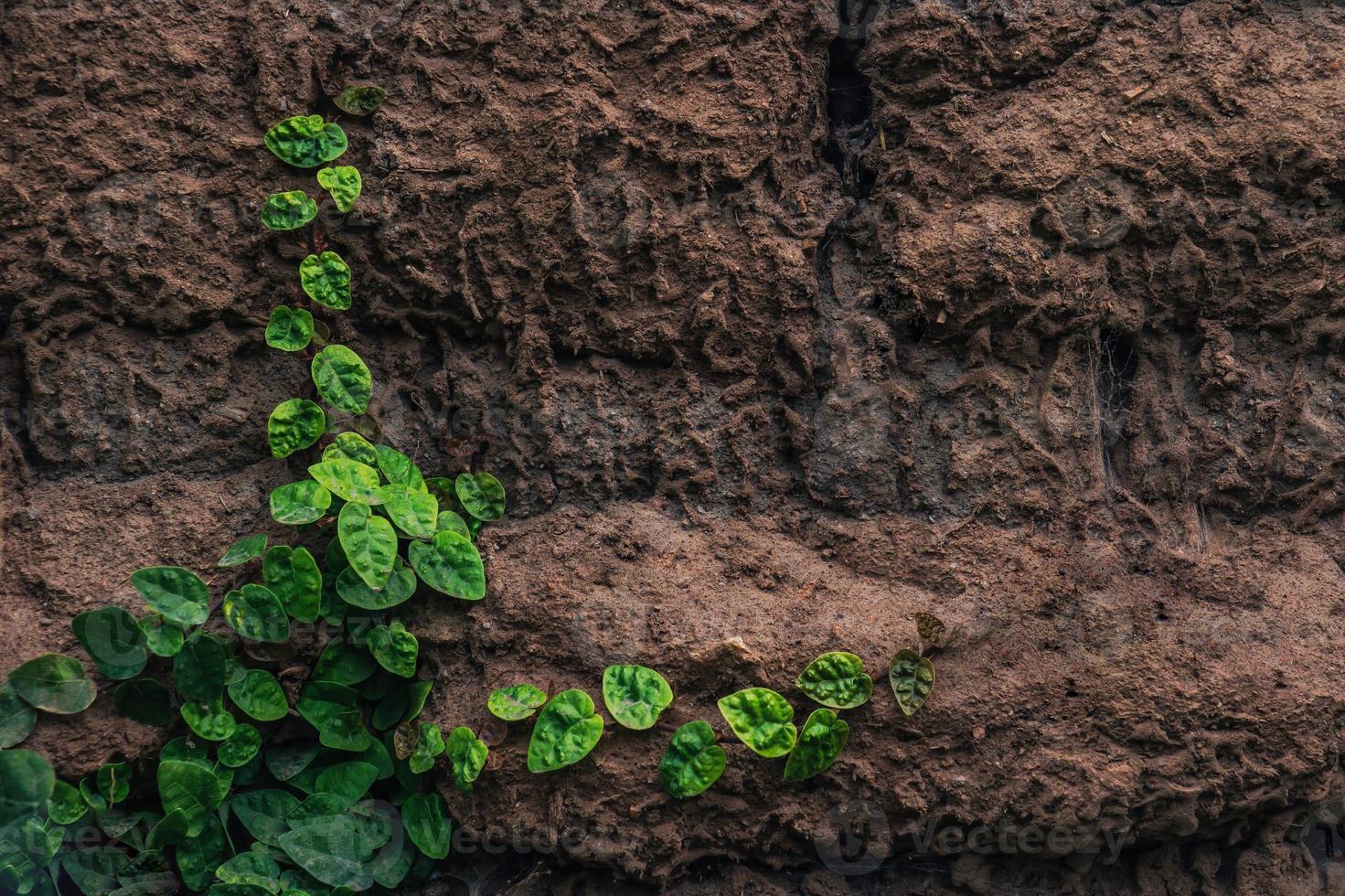 Hintergrund, Textur einer Steinmauer mit Schlingpflanzen und grüner Vegetation foto