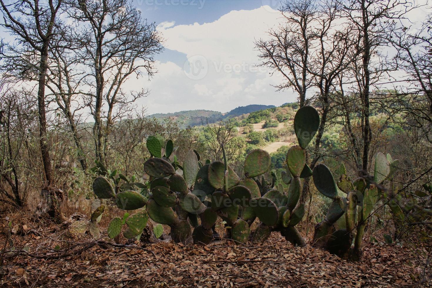 feld mit nopales in xichu guanajuato mexiko sierra gorda foto