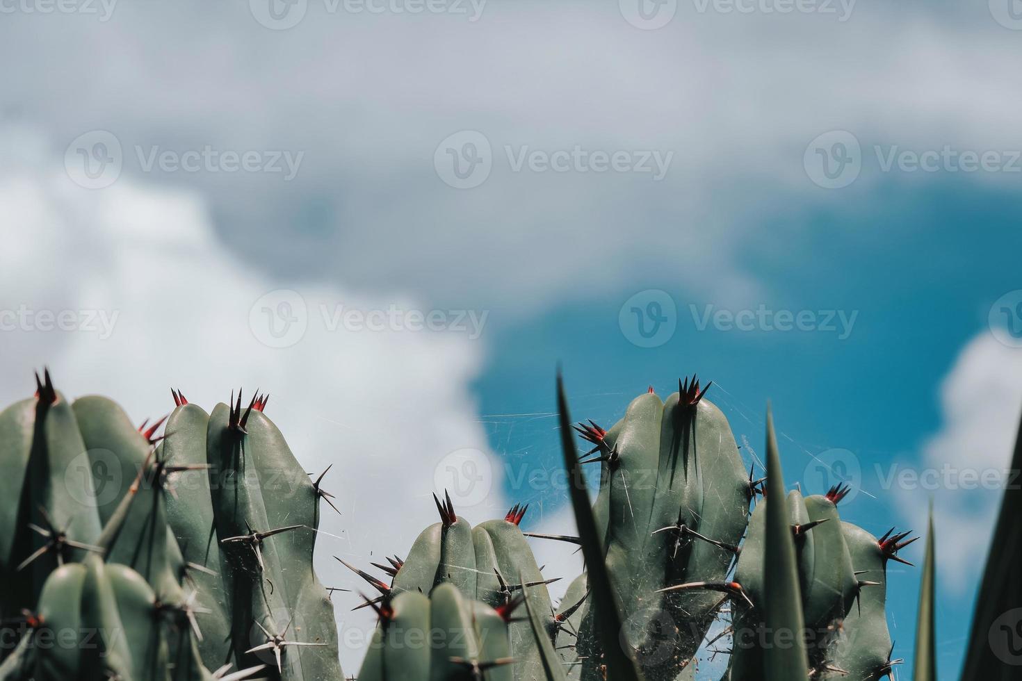 mexikanischer garambullo-kaktushintergrund mit copyspace an der spitze foto