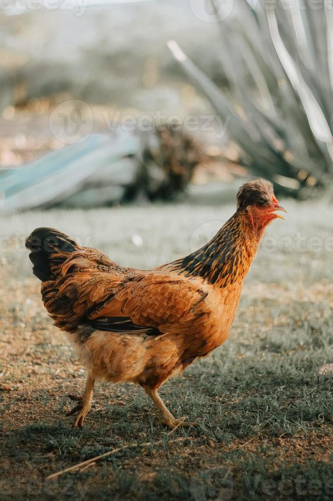 Bio-Bauernhofhuhn, das im Garten spazieren geht foto